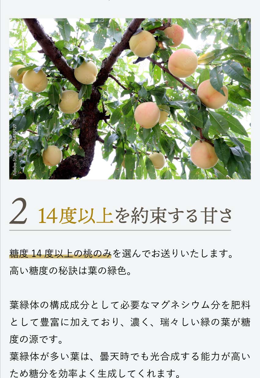 糖度14度以上の桃のみ